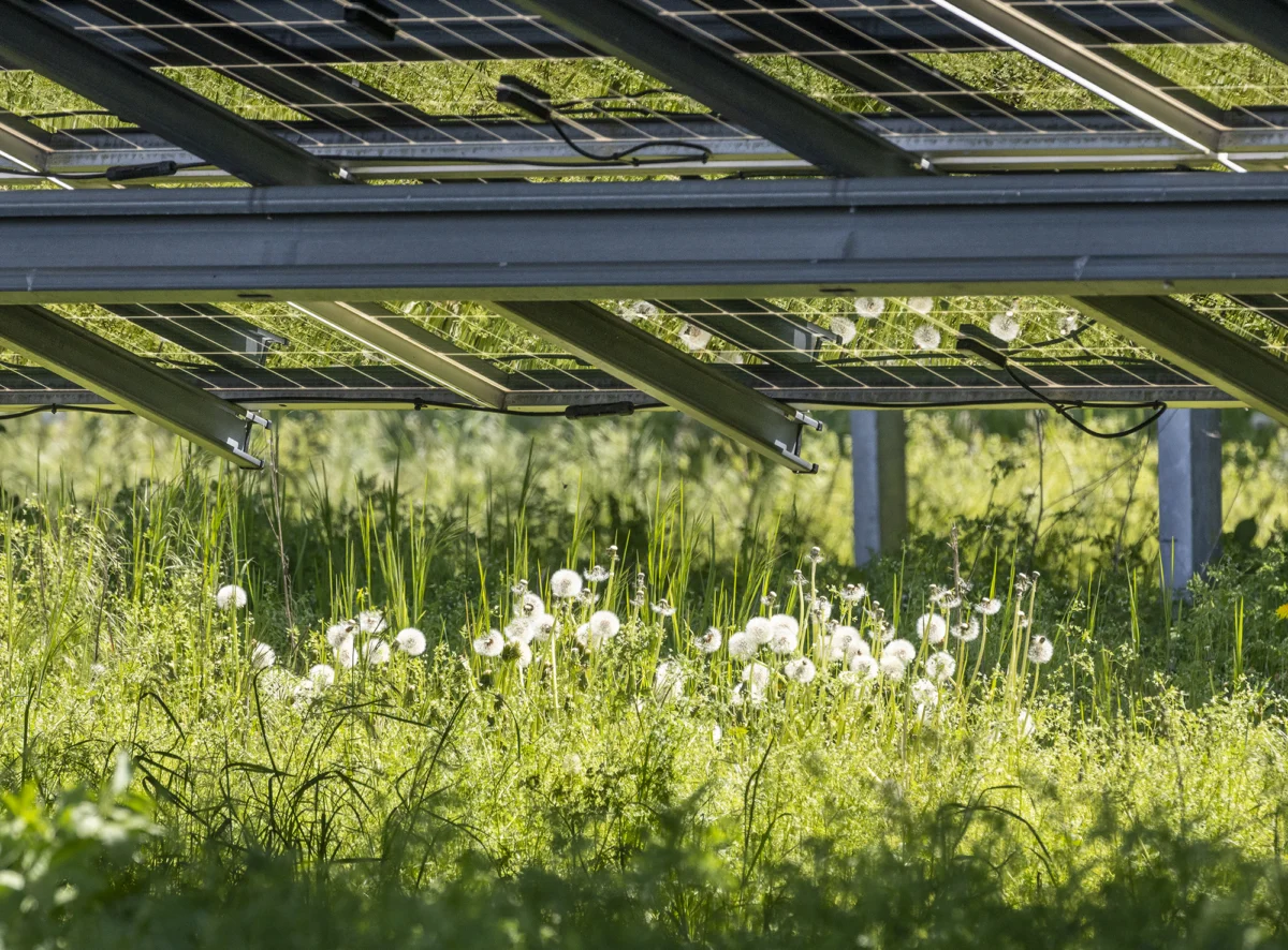 Headline: The "Green vs. Green" Dilemma: German Energy Association Critiques New Soil Protection Guidelines for Solar Parks