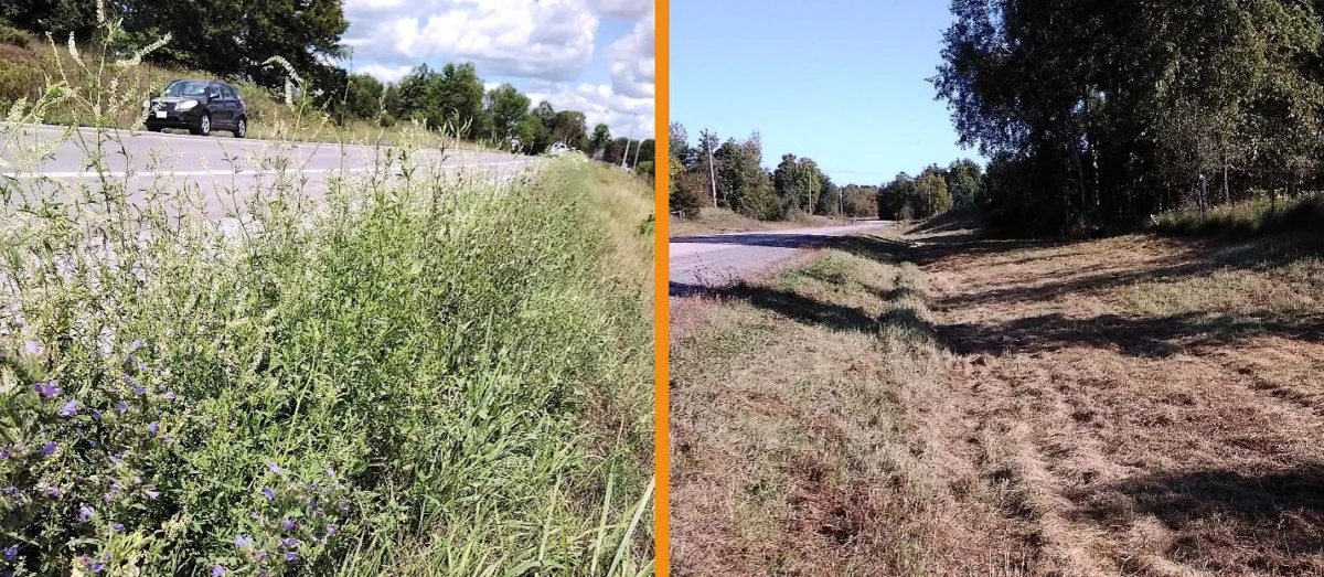 Roadside Havens: Unveiling the Untapped Biodiversity of Our Verges