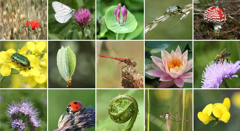 Safeguarding Biodiversity: Leopoldina’s Call for More Effective Protected Areas in Germany